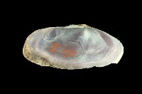 藏品(西施舌)的圖片